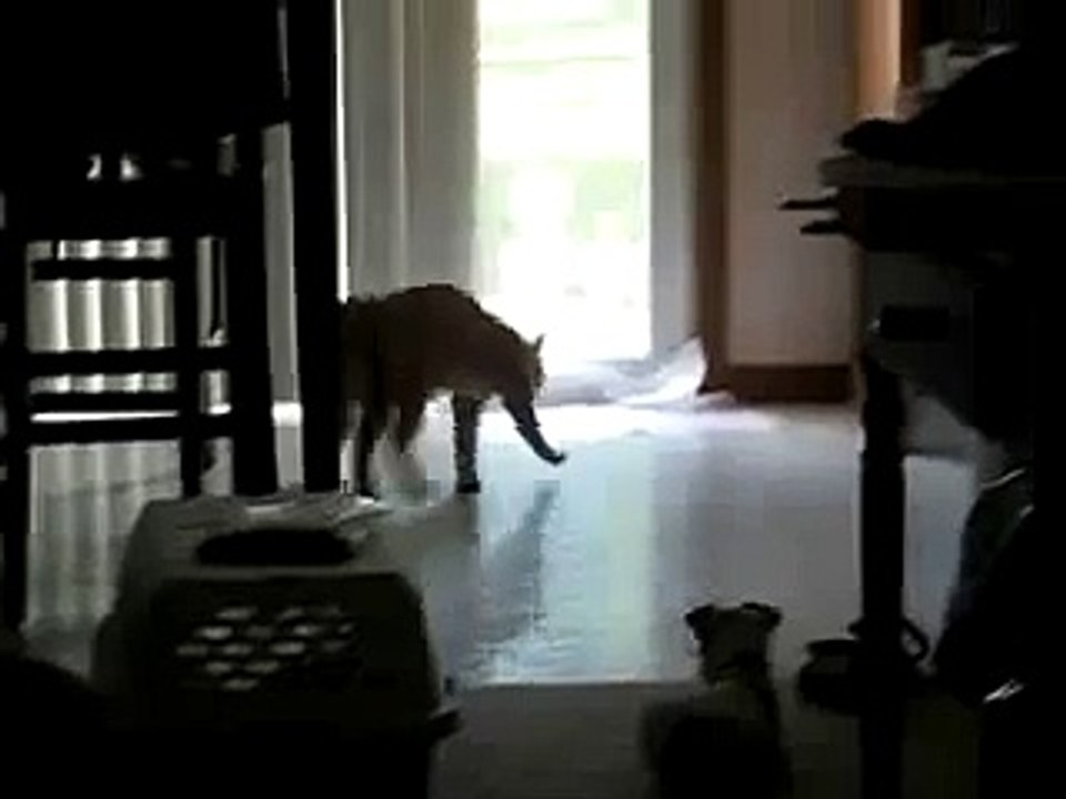 ★ PERRO SE TIRA UN PEDO Y SE RIE - Perros Locos Humor Divertidos Chistosos risa