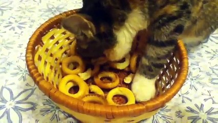 Gato Fan De Las Galletitas Cookies!! ★ Gato divertido gato chistoso gato tierno loco ris