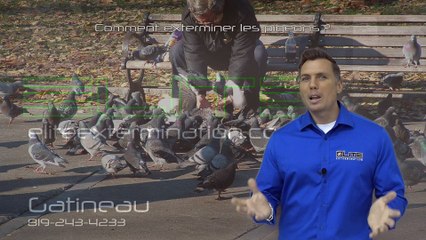 COMMENT EXTERMINER LES PIGEONS ?  ( Élite Extermination )