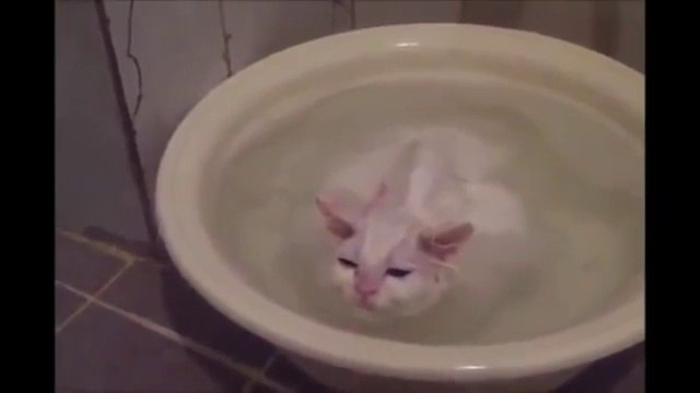 ★GATO LOCO INTENTA ESCAPAR DEL AGUA (sin exito, jaja) Los Gatos Más Divertidos - Gatos Chi