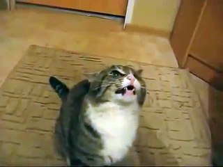 Gato Odia Al Metronomo!! ★ Gato divertido gato chistoso gato tierno loco risa humor