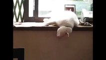 Funny Cats - Lustig - Lustige Katzen #4