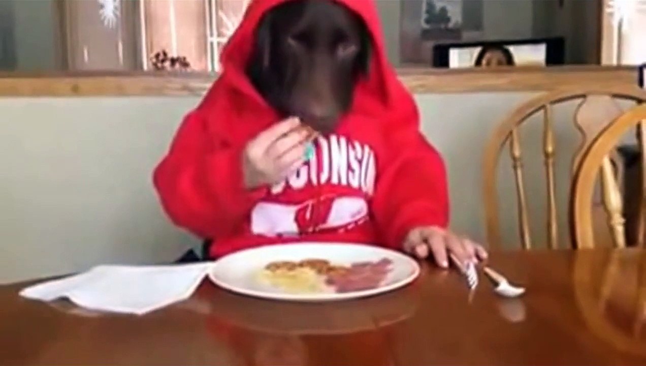 Lustiger Hund - Ein Tag als Hund - Lustig