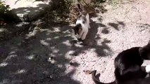 Gato Se Come A Una Serpiente!! ★ Gato divertido gato chistoso gato tierno loco risa humor