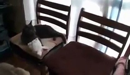 Gato Protege A Niños Del Perro!! ★ Gato divertido gato chistoso gato tierno loco risa humo