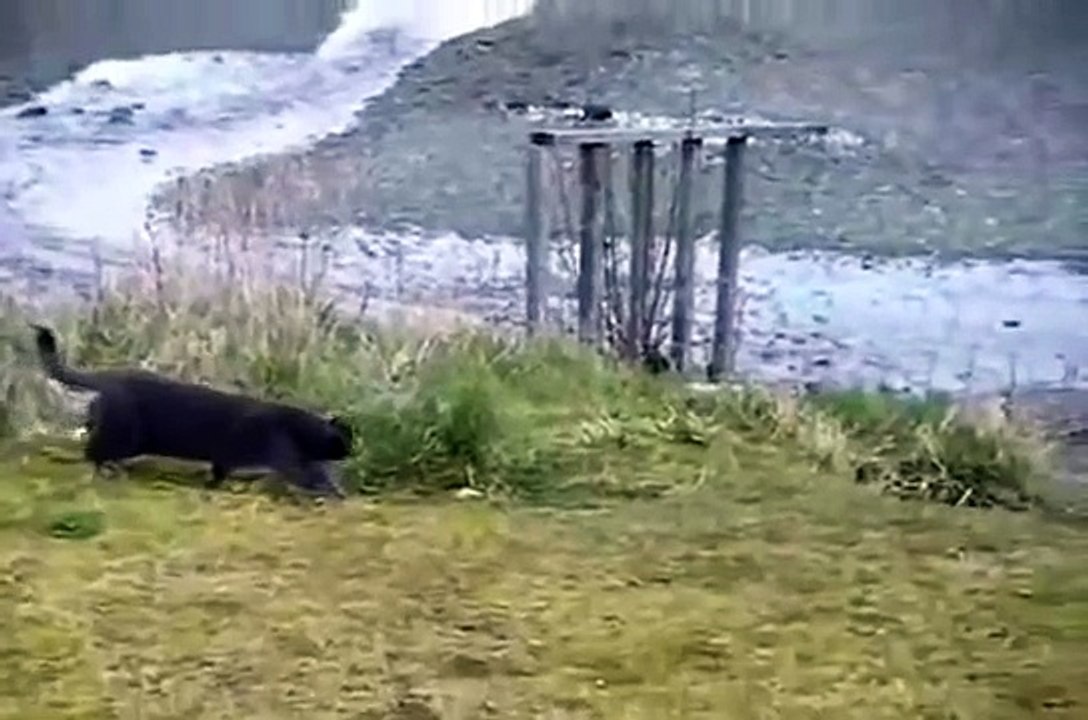 Gato Conociendo a Un Cangrejo ★ humor gatos - video divertido gatos chistosos risa gato