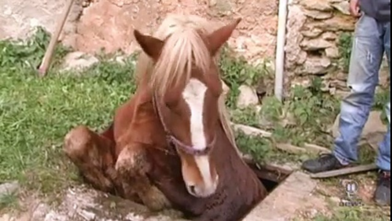 Animal Rights