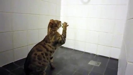 Gato Aprende A Nadar!! ★ Gato divertido gato chistoso gato tierno loco risa humor