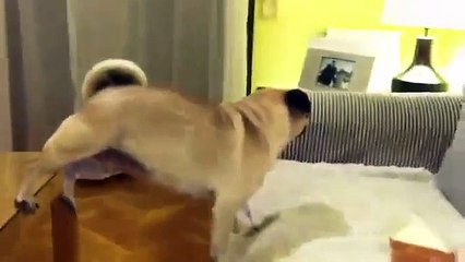 ★ PERRO QUE CHIFLA, INCREIBLE - Perros Locos Humor Divertidos Chistosos risa