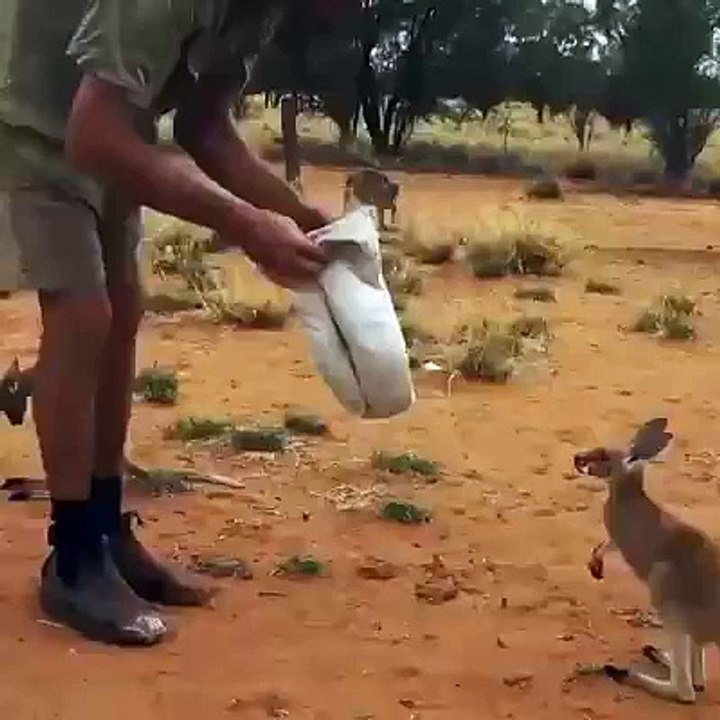 This baby roo is sooooooo cute