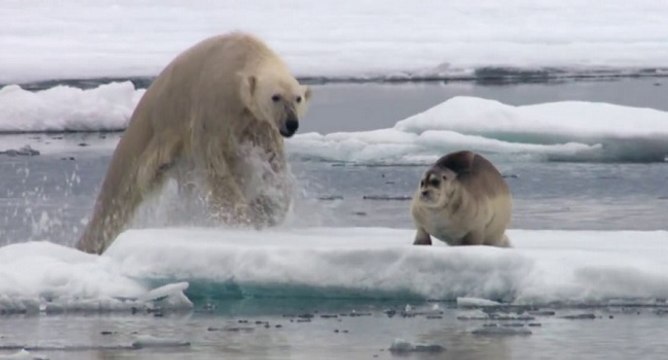 Ours polaire vs phoque