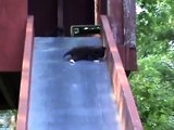 Kitten Slide (Cat Funnies)