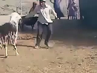 Instant Revenge by Sheep - Funny Videos