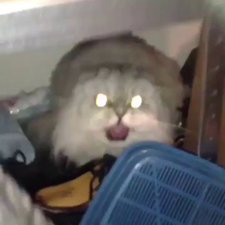 spirits in cat- Vine