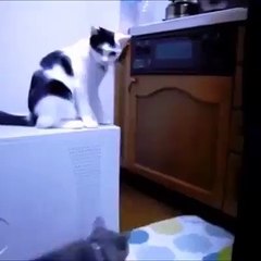 Cat slaps