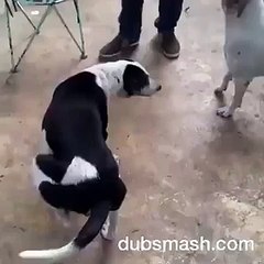 tadad tadad by ranveer singh dubsmash pakistan