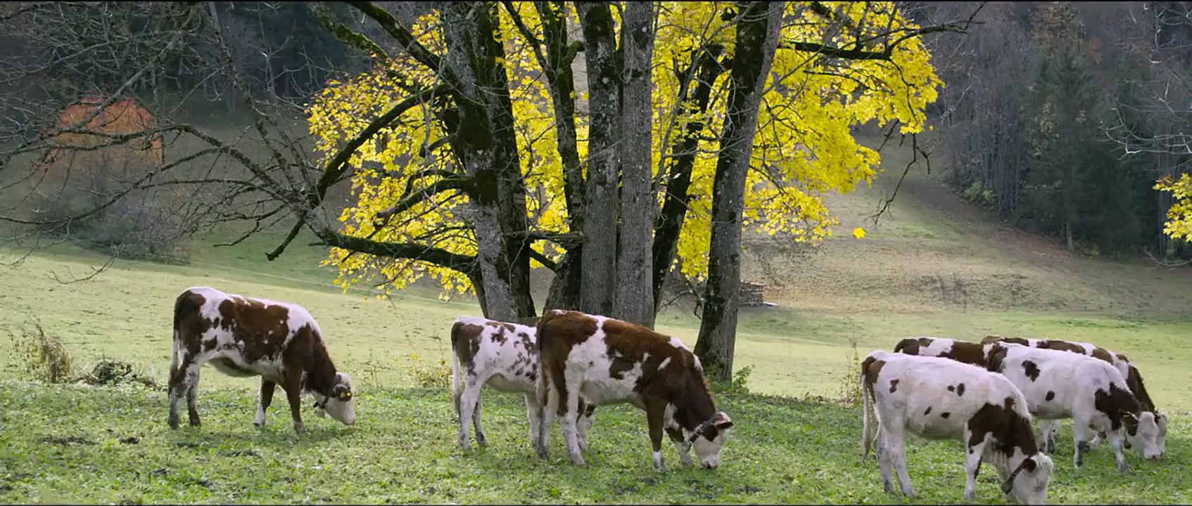Pub Audi Quattro (Candide Thovex)