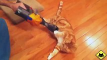 FUNNY VIDEOS: Funny Cats - Funny Cat Videos - Funny Animals - Fail Compilation - Cats Love