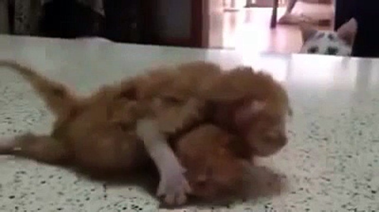 Bebelere Hayat Dersi Veren Kedi!!!