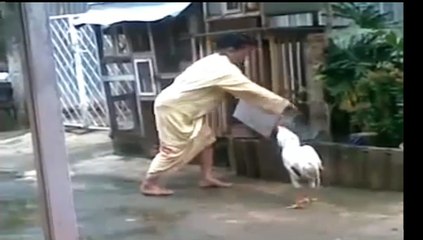 ayam vs emak emak lucu bikin ngakak