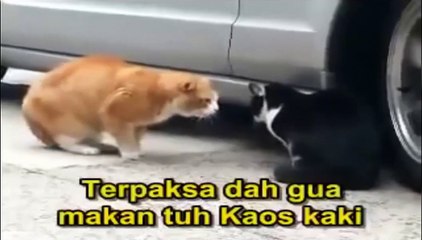 kucing berkelahi rebutan kucing betina lucu