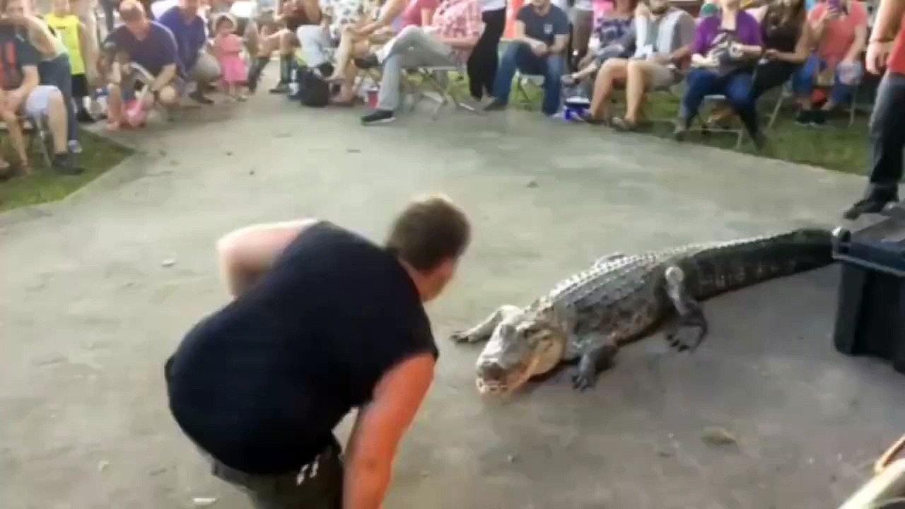 Crocodile eat Men Arm