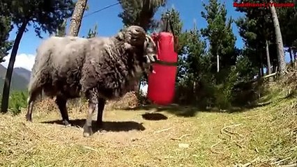 Koç kum torbasını görürse