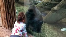 Küçük Kıza Orta Parmakla Hareket Çekmesini Öğreten Terbiyesiz Goril
