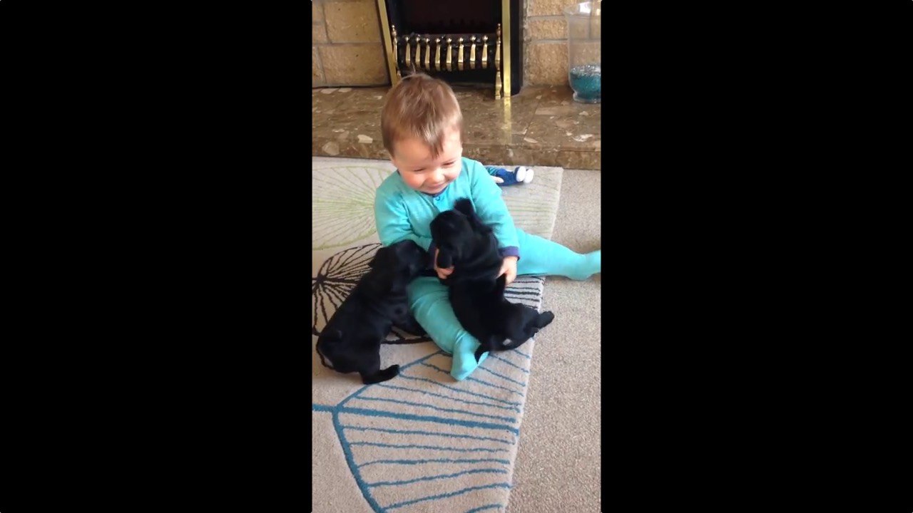 Deux chiots font des bisous à un bébé