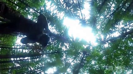 Man Vs. Nature    A FailArmy Tree Fails Compilation