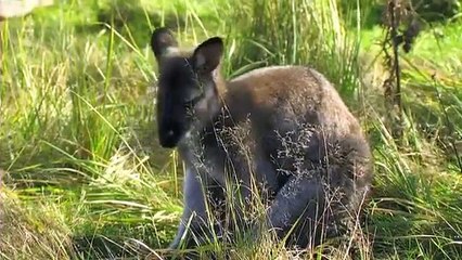 Marc Uwe Kling- Neues vom Känguru.
