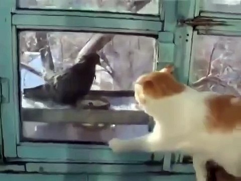 Голубь троллит кота