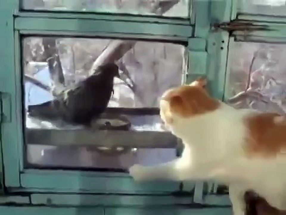 Голубь троллит кота