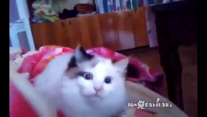 Миллион причин любить котов. )))