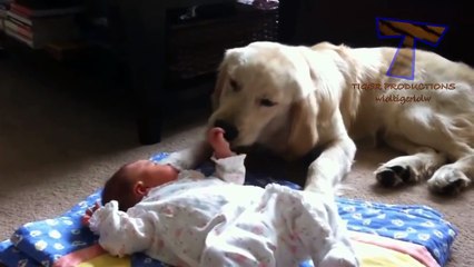 Dogs and cats protecting babies - Cute animal compilation