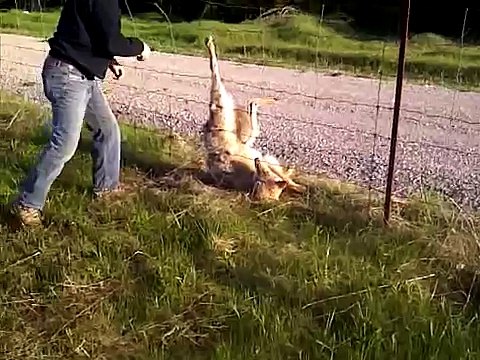 Умирающему волку помогли сохранить жизнь. Достали из плена