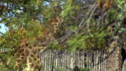 Miracles of Nature --episode Super Bodies--bbc-Richard Hammond