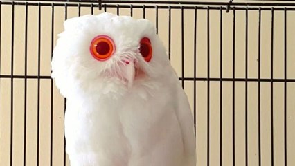 Chouette albinos