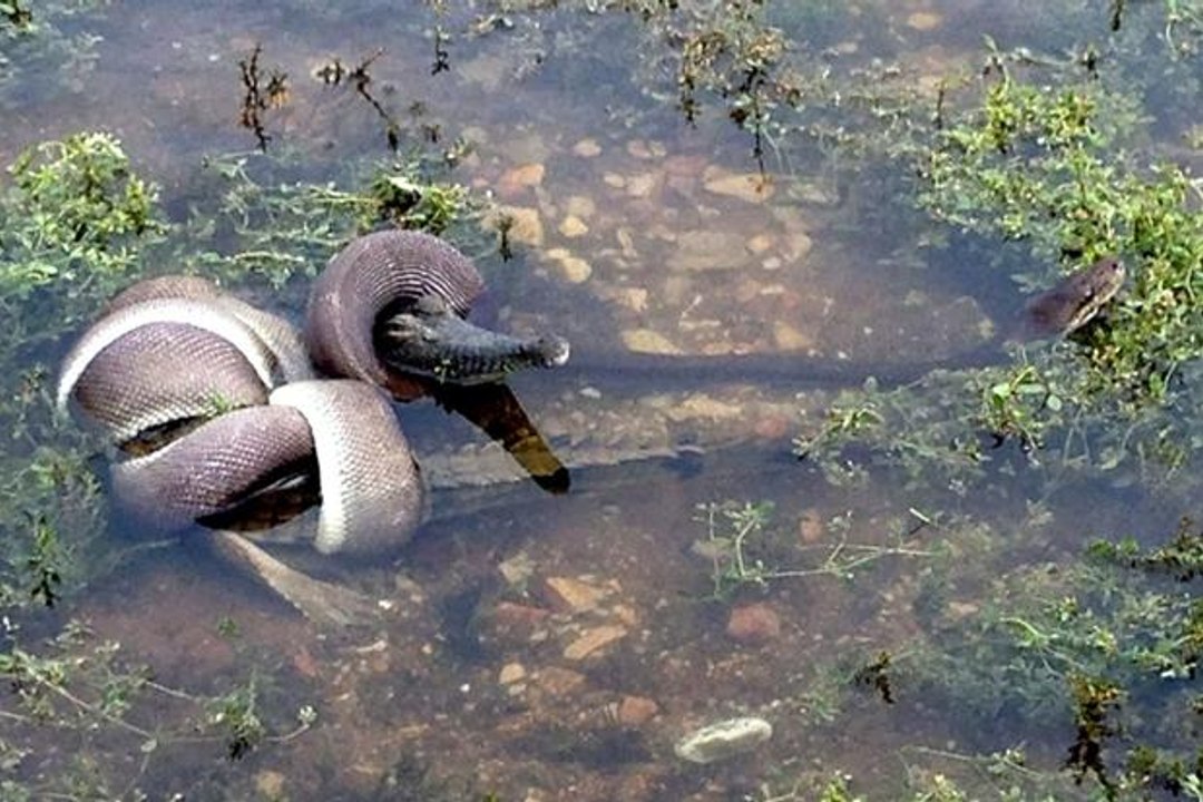 MAN Vs. SNAKES Compilation