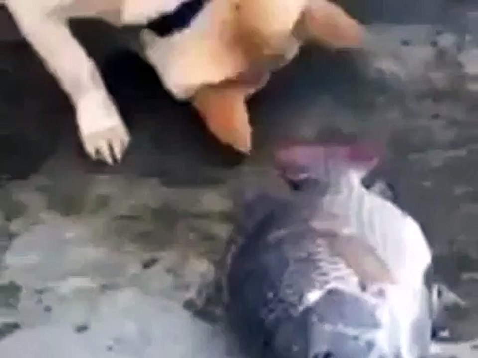 This animal demonstrates the best of 'humanity'