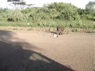 Ethiopie babouin