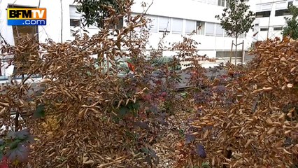 La Poste se prépare à travailler le dimanche pour livrer les cadeaux de Noël