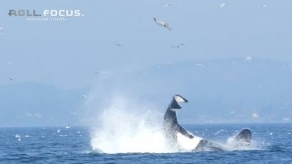 Une orque fait voler un phoque