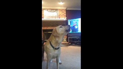 Un bébé imite deux chiens en train de hurler