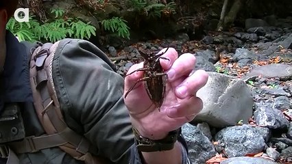 TOE-BITER! Giant Water Bug! - YouTube