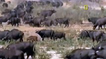 Dramatic Lion attack buffalo calf rescued by mother