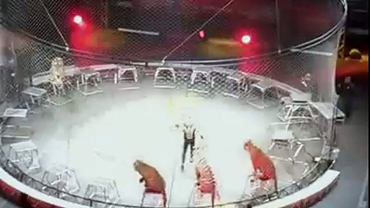How Tigers Behave Childish in Circus