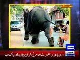 Latest Hasb e Haal with Junaid Saleem, Sohail Ahmed, Najia Baig - 17th December 2015