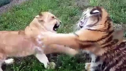 Lion cub vs Tiger cub Real Fight