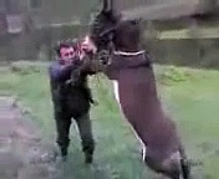 Eşekle Güreşen Adam